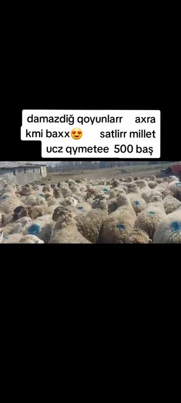 Qoyunlar, qoçlar: 12 Mart 500 bas damazdiqlar Satilir Tecili bogaz