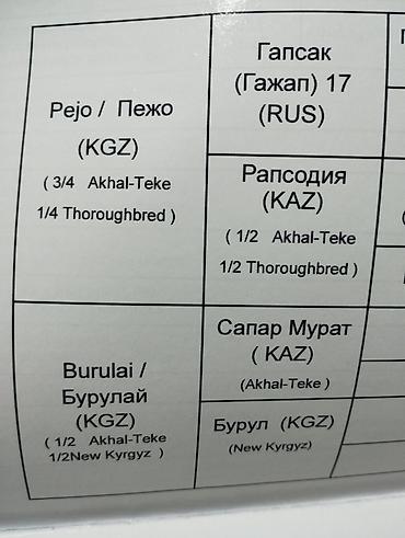 kyrgyz: Продаю | Жеребец | Полукровка | Конный спорт | Племенные — 5