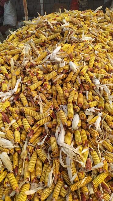 Кукуруза 🌽 🌽 🌽 Жугору Маями 50тонна самый колорийний кукуруза.Жаны жер