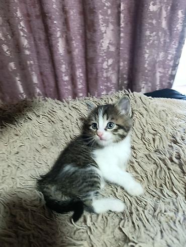 животные кошки: Котята. На выбор малыши с серо-голубым и тигровым (серо-коричневым — 6