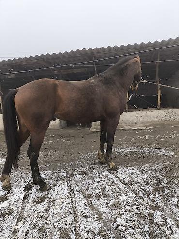 Лошади, кони: Продаю | Жеребец | Полукровка | Конный спорт — 6