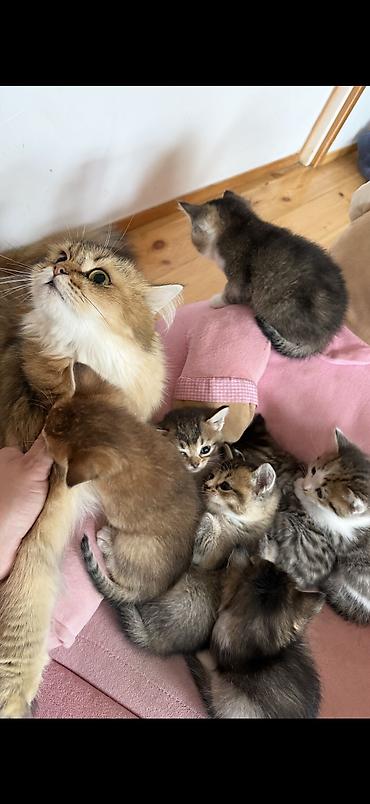 pişik satışı ucuz: 2ayliq balalar😍 Sari olan erkekdir 150 digerleri qizdir 50m Ana — 7