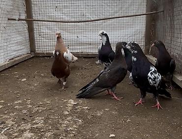 ev qus: 8 göyerçin satılır. Tek Tek Satılmır — 5