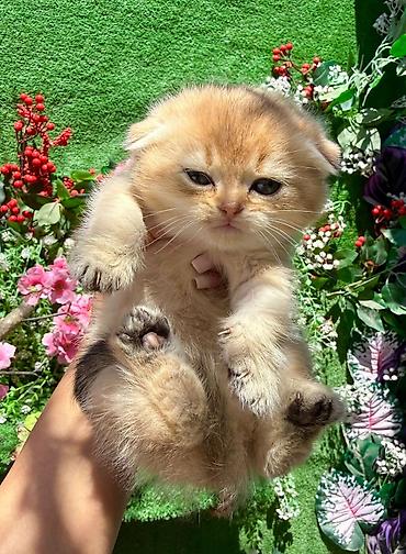 Pişiklər: Şotland — 6