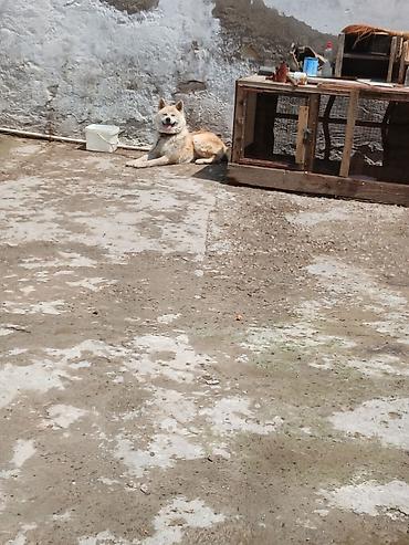 qurd basar iti: Akita-inu, Peyvəndli — 1