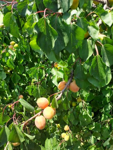купить розы из атласной ленты: Өрүктөр Королевский, Дүңүнөн