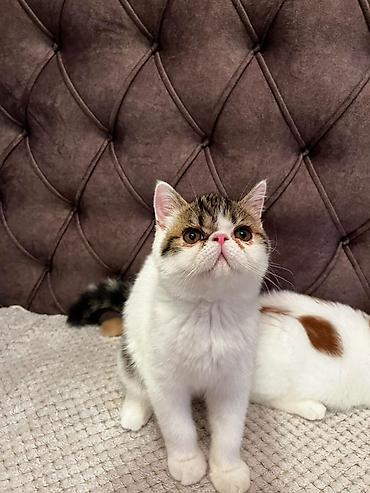Mačke: Na prodaju egzotični kratkodlaki mačići (Exotic Shorthair) — 8