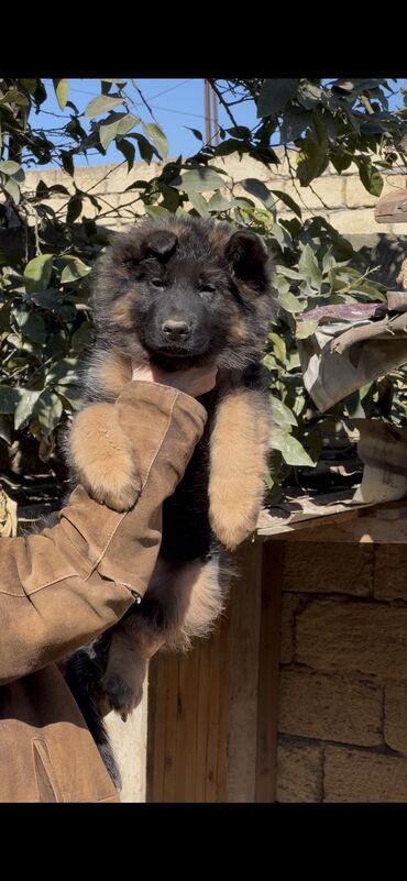 İtlər: Alman çoban iti, 3 ay, Erkek, Peyvəndli — 17