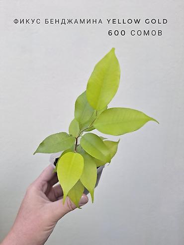 Комнатные растения: 🌿 В продаже фикусы разных сортов (детки/молодыерастения). 💚 Названия — 9
