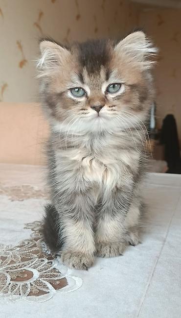 Pişiklər: Britan — 1