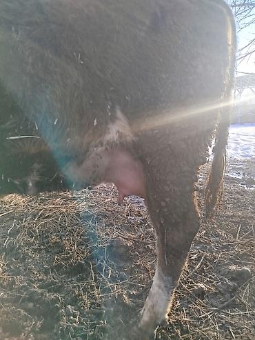 Коровы, быки: Продаю | Корова (самка) | Для молока | После отела — 4