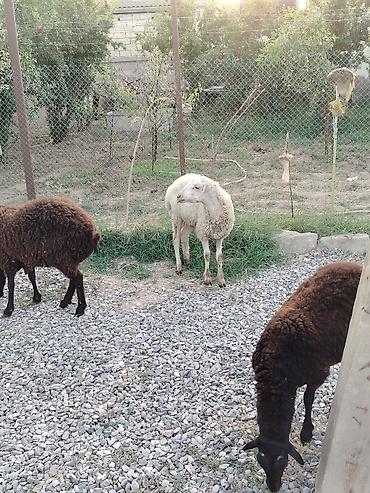 damazliq qoyun satisi: Satilir:birinci qarın dişi qoyun dişi balası 7 aylıq, birdene erkek — 1