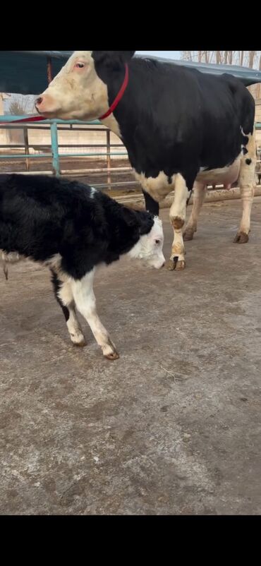 Inəklər, öküzlər: Südlük inək və buzov dəsti - Cins: Holşteyn tipli, xallı (qara‑ağ) — 1