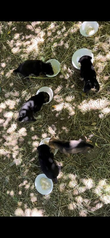 лабрадор щенок цена бишкек: Бесплатно, дворняжки, 3 недели, самовывоз! Они прекрасные, 3 девочки