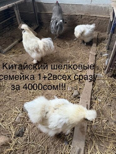 семиз кой кара балта: Китайский шелковые семейка 1+2 за 4000сом! Карлики пара за 1000сом!