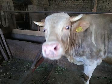 Коровы, быки: Продаю | Бык (самец) | На откорм, На забой, Для разведения — 9