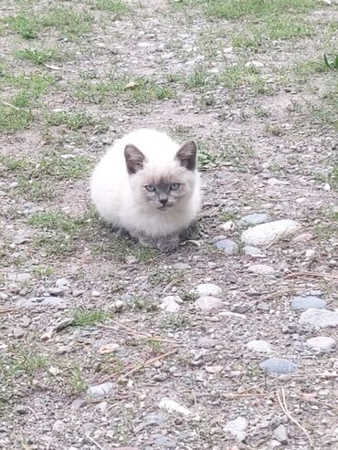 кошка сокулук: Отдам в хорошие руки 😊😊