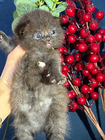 Pişiklər: Şotland — 3