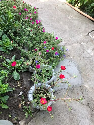 Продажа домов: Дача, 55 м², 5 комнат, Старый ремонт — 15