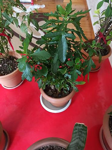 Digər bitkilər: Ev otaq gülləri – bir neçə növ 5-50 manat arası qiymət - — 12