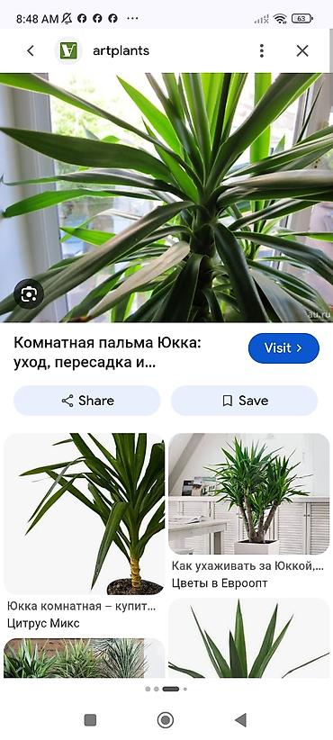 пальма: Комнатная пальма юкка .рост 1.5 метра .огромный горшок три дерева в — 1