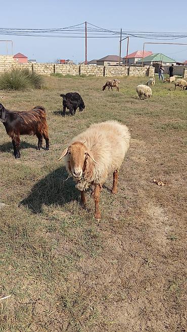 qoyun derisi: Dişi, il: 2, 60 kq, Damazlıq, Ünvandan götürmə — 4