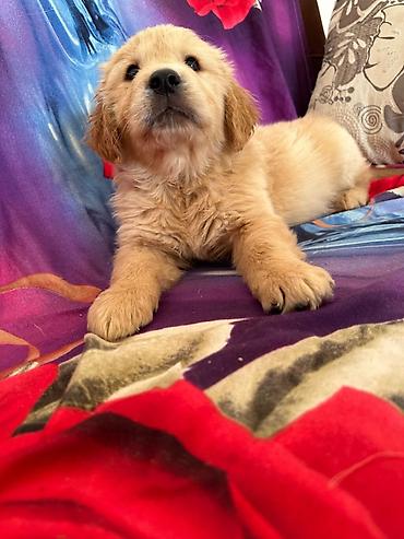 İtlər: Labrador-retriver, 1 ay, Erkek — 20