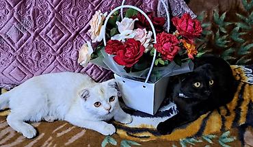 купить кошку манчкин: Осталось 2 шотладских вислоухих котёнка(скоттиш фолд).Окрас бело- — 7