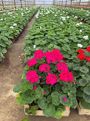 Садовые цветы и кустарники: Рассада цветка — 6