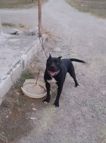 pitbul it: Питбуль, 1 год, Самец, С прививками