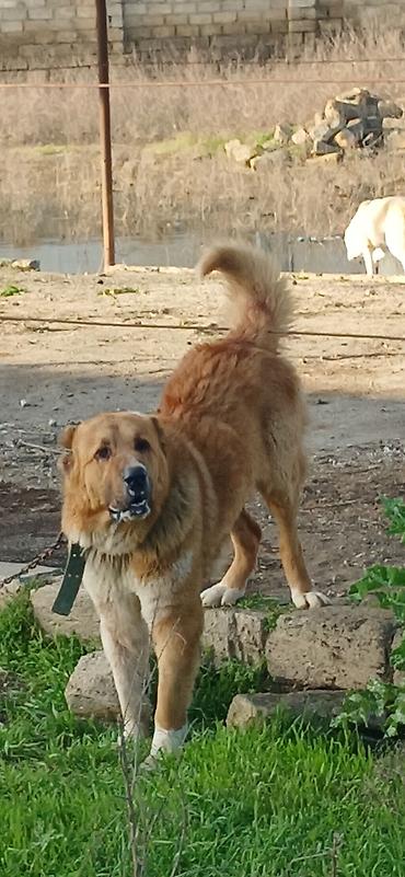 İtlər: Qurdbasar, 2 il, Erkek, Peyvəndli — 7