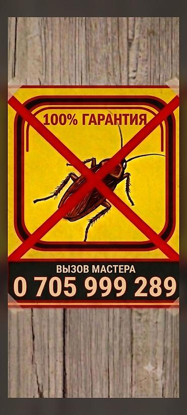 Дезинфекциялоо, дезинсекциялоо, | Чычкандар жана келемиштер, Таракандар, Кумурскалар, | Жертөлө, ороо, Унаа, Офистер