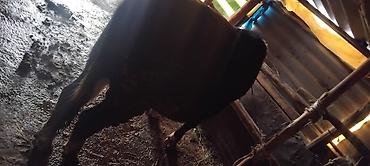 Коровы, быки: Продаю | Бык (самец) | На откорм at lalafo.kg — 9 Коровы, быки: Продаю | Бык (самец) | На откорм — 9