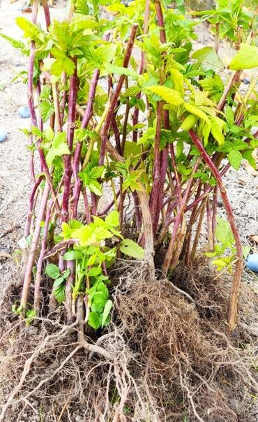 саженцы бишкек: 🔥 Саженцы малины “Таганка” — крупная, сладкая, ароматная! Кусты