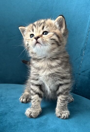 Pişiklər: Britan, Ünvandan götürmə — 7