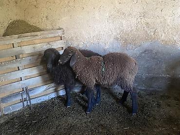 Продам с/х животных: Продаю | Ягненок | Полукровка | На забой, Для разведения, Для шерсти | Осеменитель, Ярка — 1