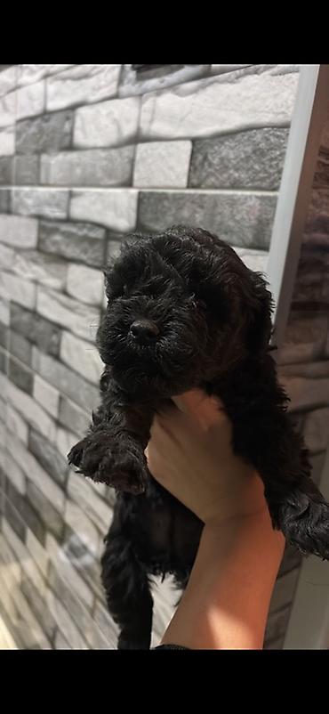tap.az heyvanlar itler: 1aylıq Toy Poodle balaları – qara rəngli, sıx qıvrım tüklü Məhsulun — 3