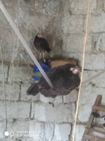 Cücələr: Toyuq cücələri, Damazlıq — 7