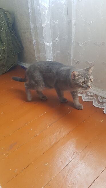 котята в добрые руки баку: Şotland, Erkək, Yaxşı əllərə, Ünvandan götürmə