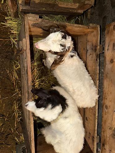 Козы, козлы: Продаю | Козлёнок | Для разведения — 5