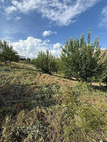 200 сотый: Плодовый сад/участок с насаждениями с. Бостери Площадь = 2 гектара — 2