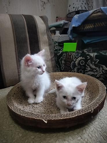 Продажа кошек: Отдаю котят в хорошие,ответственные руки.Котятам 2 месяца, к лотку — 8