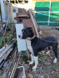 бишон фризе собака: Алабай, 1 жаш, Ургаачы