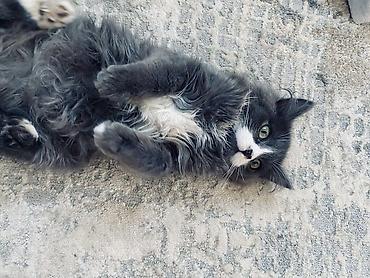 купить кот гол: Кошка даром: Беспородная, Девочка, Приучена к лотку — 1