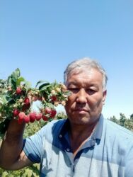 Фрукты и ягоды: Саженцы малина сорт Атлант маравела.паланес.вайалет.мапема аронжовая — 6