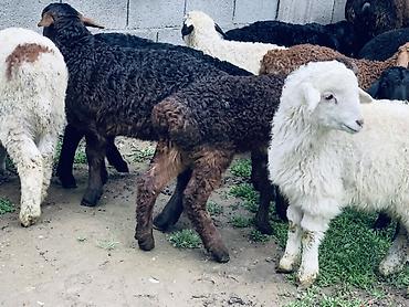 Баран, овца: Продаю | Овца (самка) | Для разведения | Матка — 8
