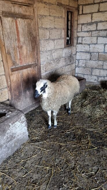 Qoyunlar, qoçlar: Qoyun. Toğlu Bu toğlu Dizi gözü qara sağlam damazliqa yararli sakit ev — 5