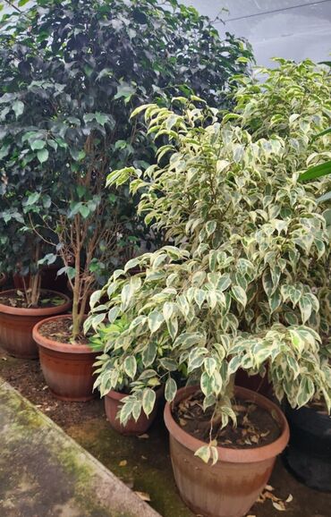 Пальмы: Пальмы Кофейное деревоПальмы,Фикусы и тд — 18