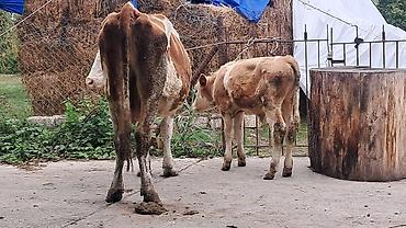 boğazdı: Üçüncü qarına erkək balası yanında satılır qarnı boğazdı — 1