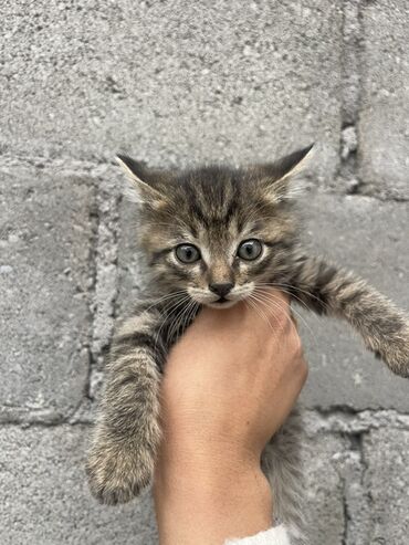 котенок сиамский: Беспородная, 1 месяц, Мальчик, Биколор, Приучена к лотку